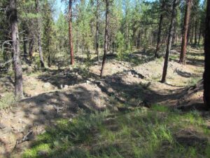 Linear tailing pilings at the Ah Yee placer mine. Photo by Tatiana Watkins, USFS.