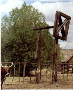 beef wheel and a long horn cow in 1967