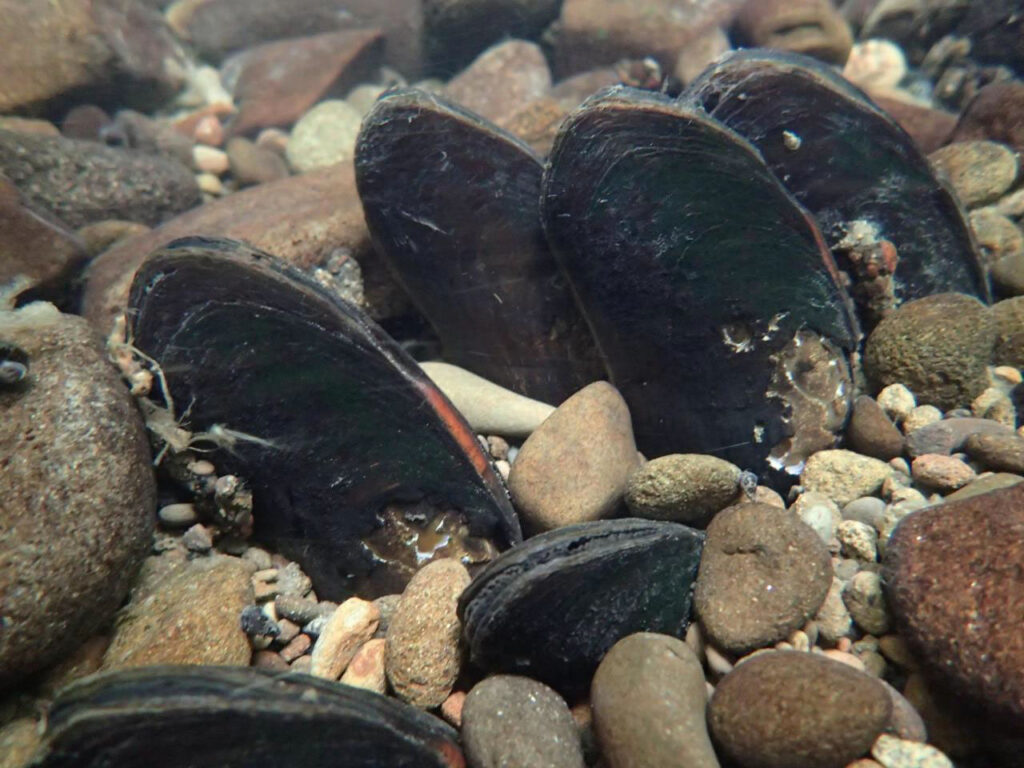 Freshwater Mussels, Photo from The MidCoast Watershed Council