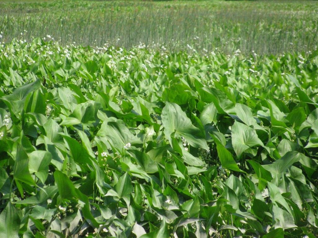 a field of wapato leaves