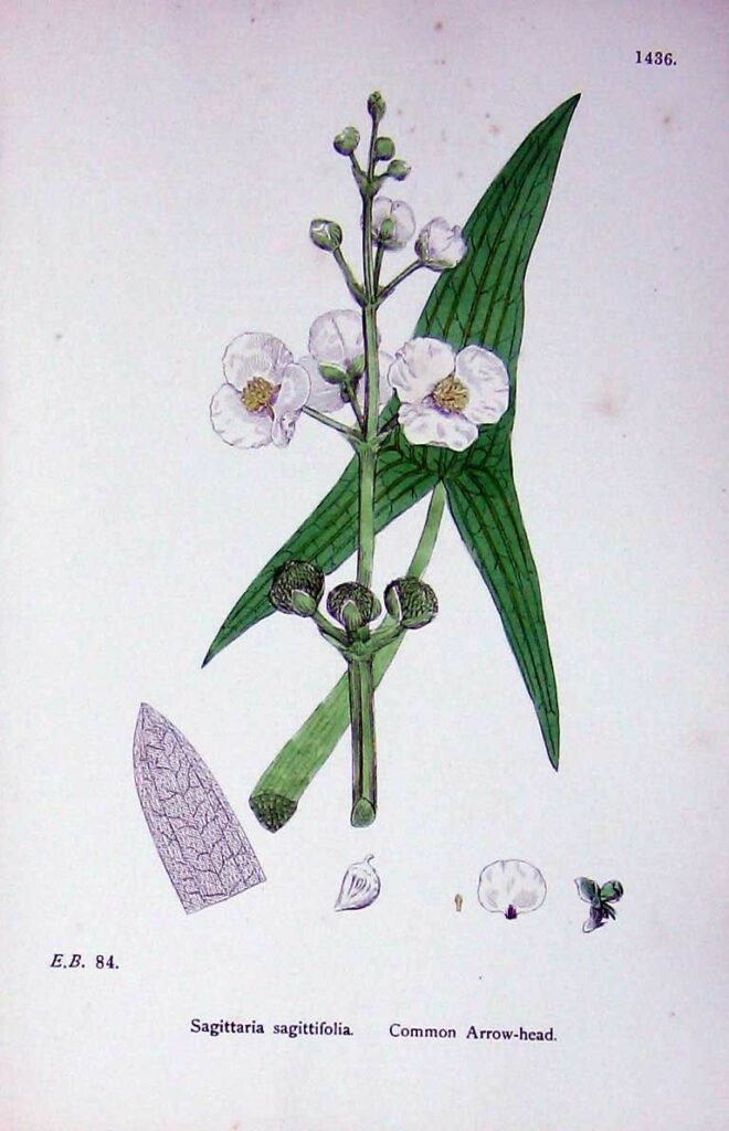 a scientific drawing of the wapato leaf and flower