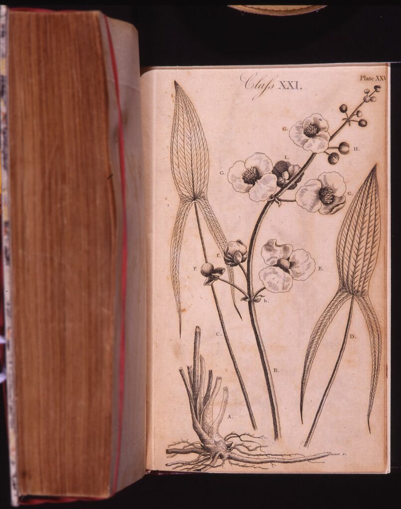 a book open to a page of a scientific drawing of wapato leaves and flowers
