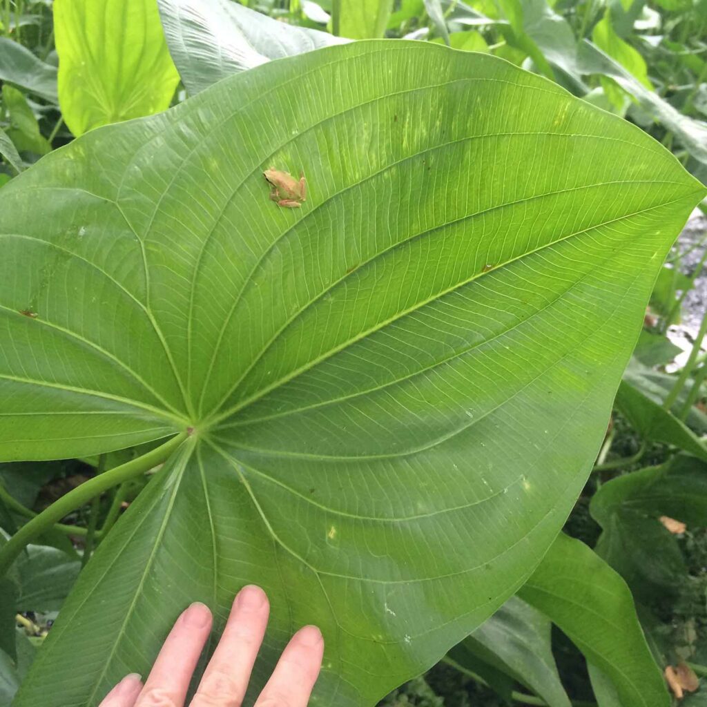 a large wapato leaf with a tiny frog on it