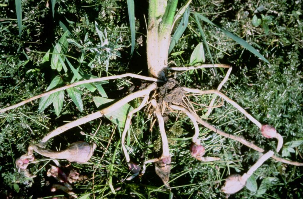 the roots and tubers of a wapato plant