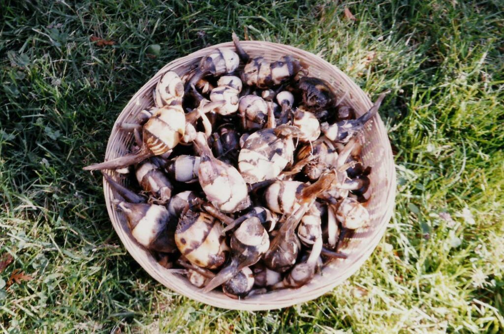 a basket full of harvested wapato tubers