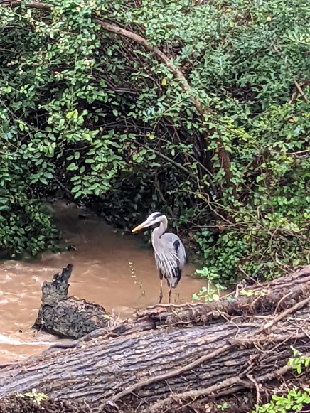 A heron standing in a muddy creek