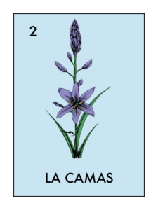 Illustration of camas