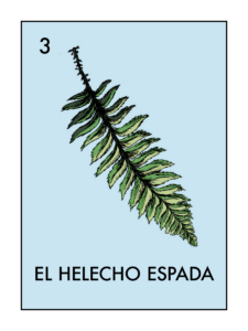 Illustration of Sword Fern