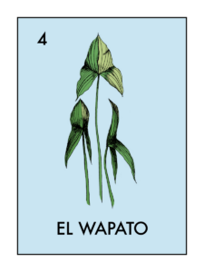 Illustration of Wapato