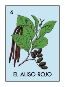 Illustration of alder