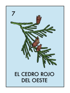 Illustration of redcedar