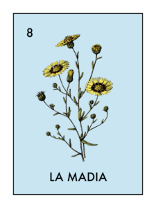 illustration of tarweed