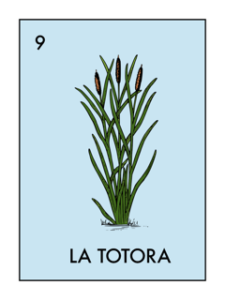 Illustration of Totora