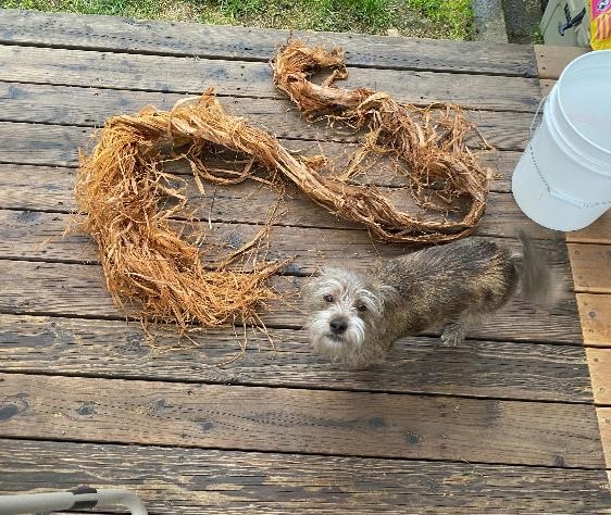 Long strands of cedar bark and a cute dog