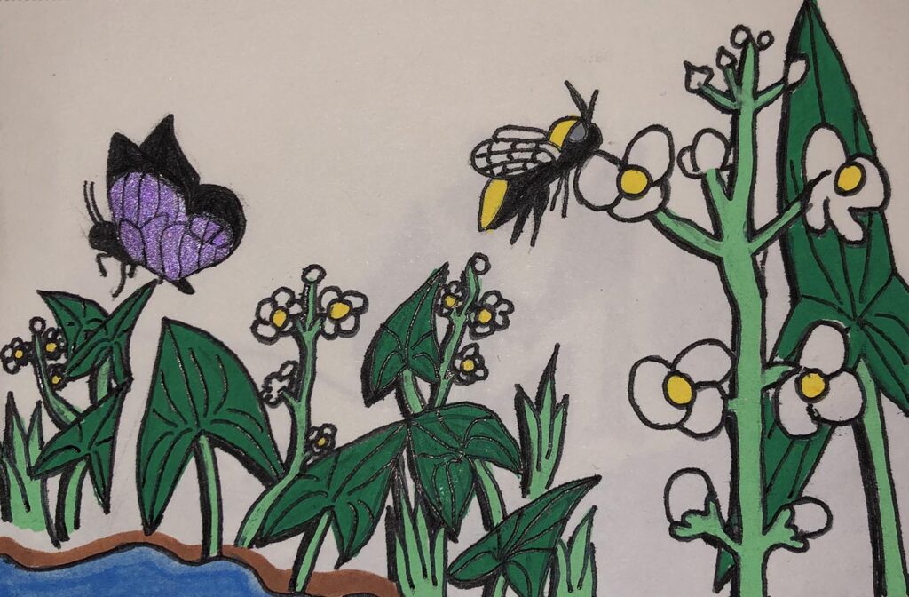 Illustration of wapato and pollinators